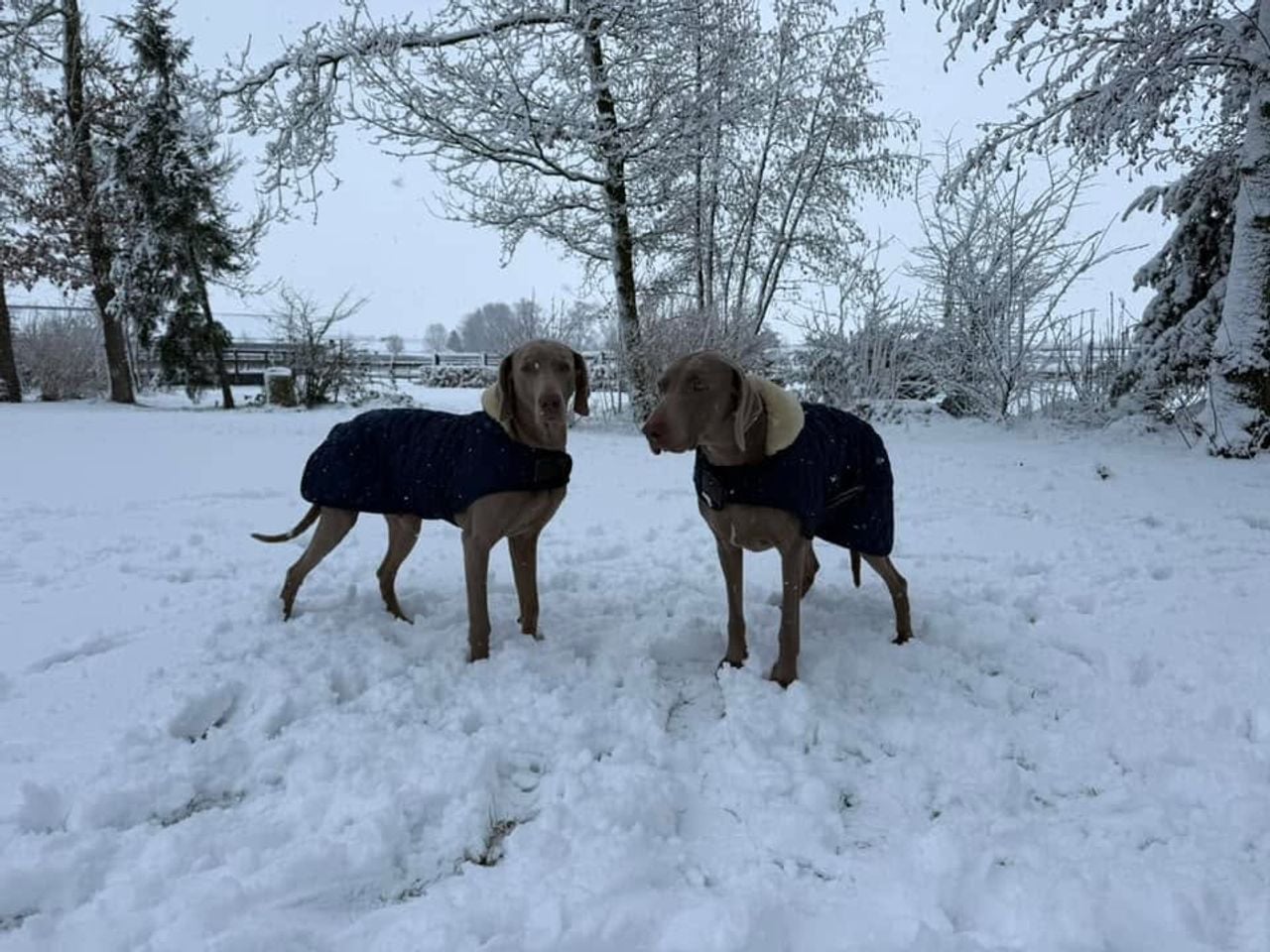 Dit is Hugo Claus. Neee, niet de Vlaamse schrijver en begenadigd kunstschilder, maar de honden Hugo en Claus! Ze wonen in Schaick en hebben wel goesting in wat sneeuw.