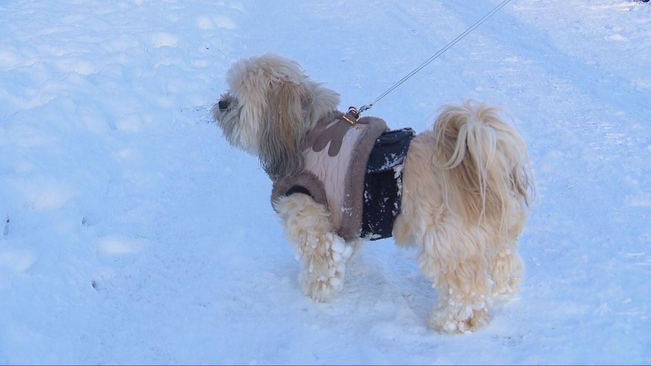 Hond met sneeuw tussen de pootjes