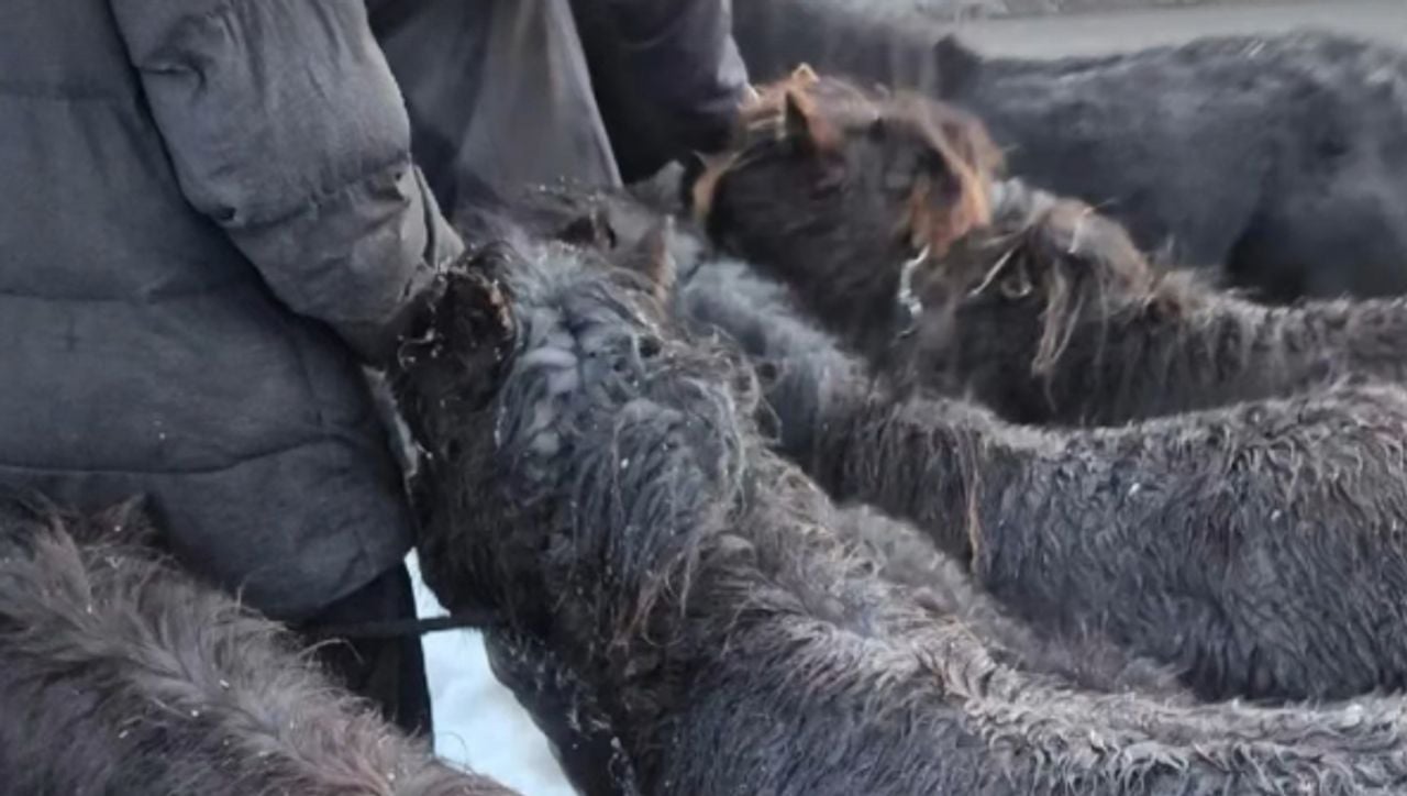 De shetlandpony's waren blij om hun baasjes weer te zien (foto: Politie Groene Beemden).