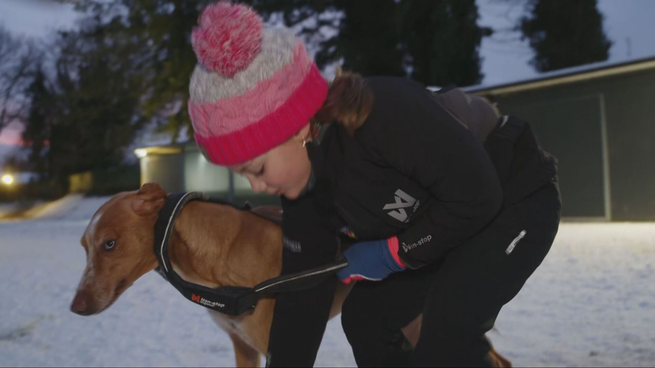 Zhora tuigt de honden aan (foto: NOS).