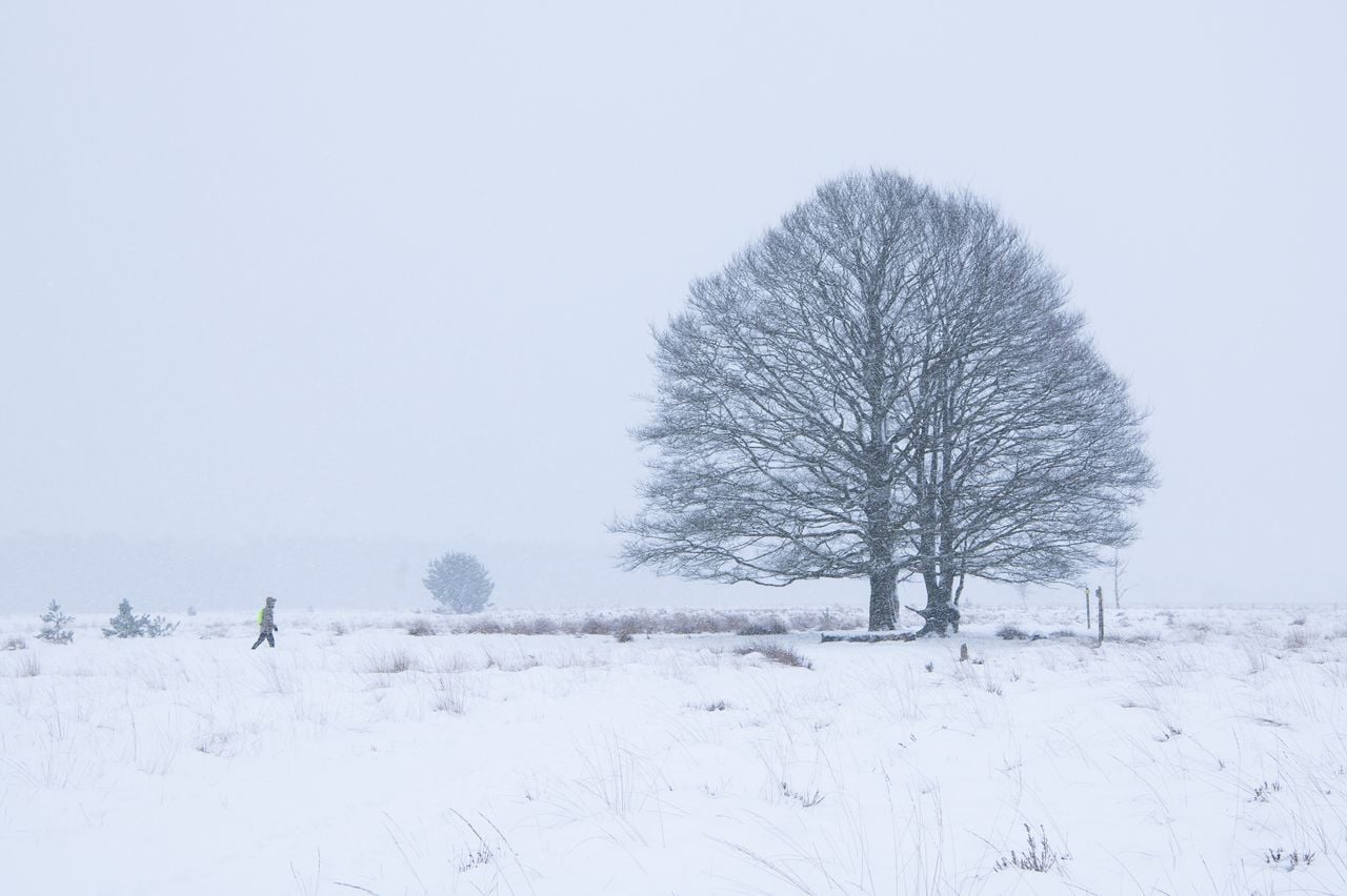 Sneeuwlandschap op de Kampina (foto: Laura Vink).