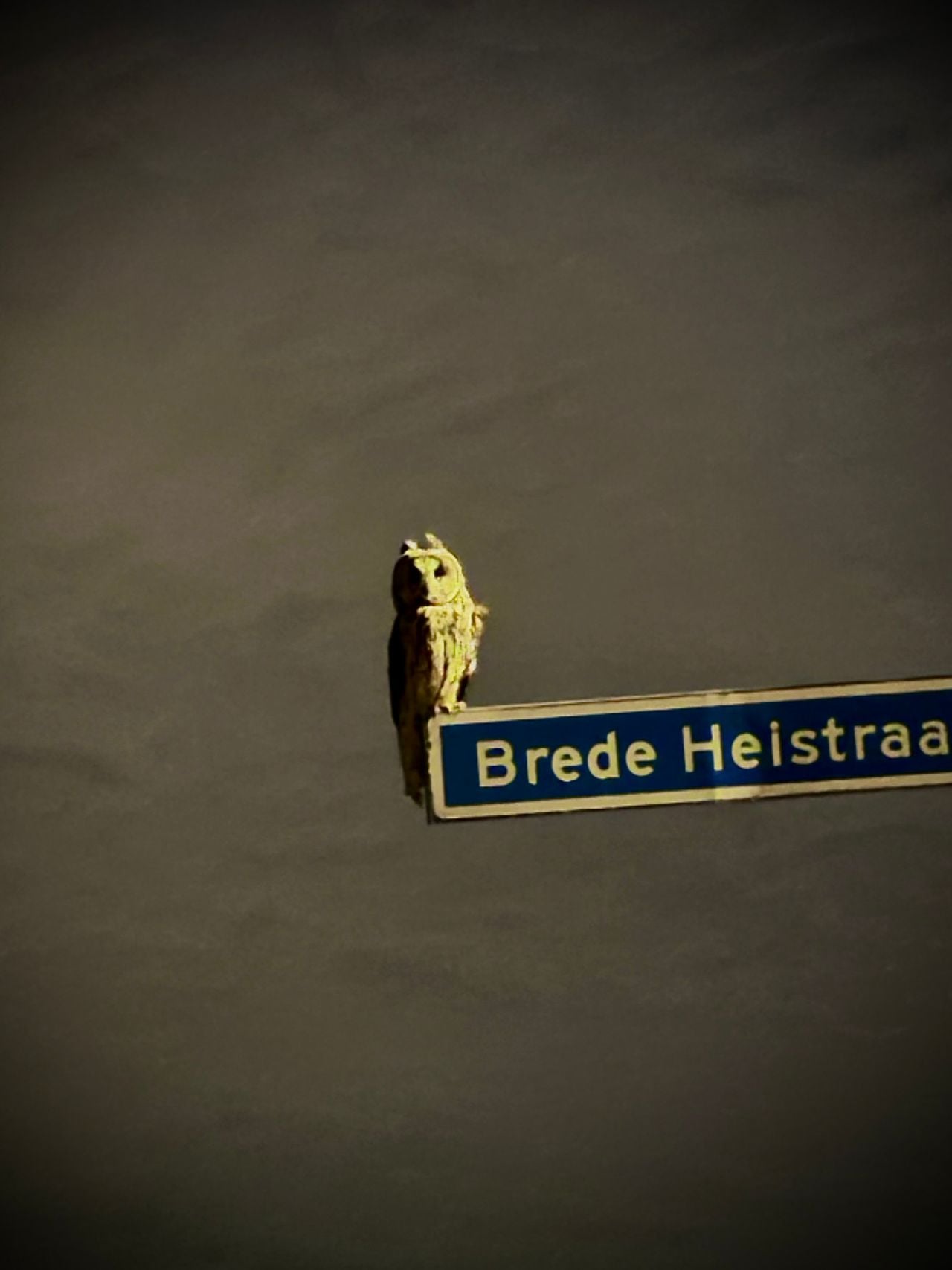 Bram zag deze uil op een straatnaambord (foto: Bram van Gils).
