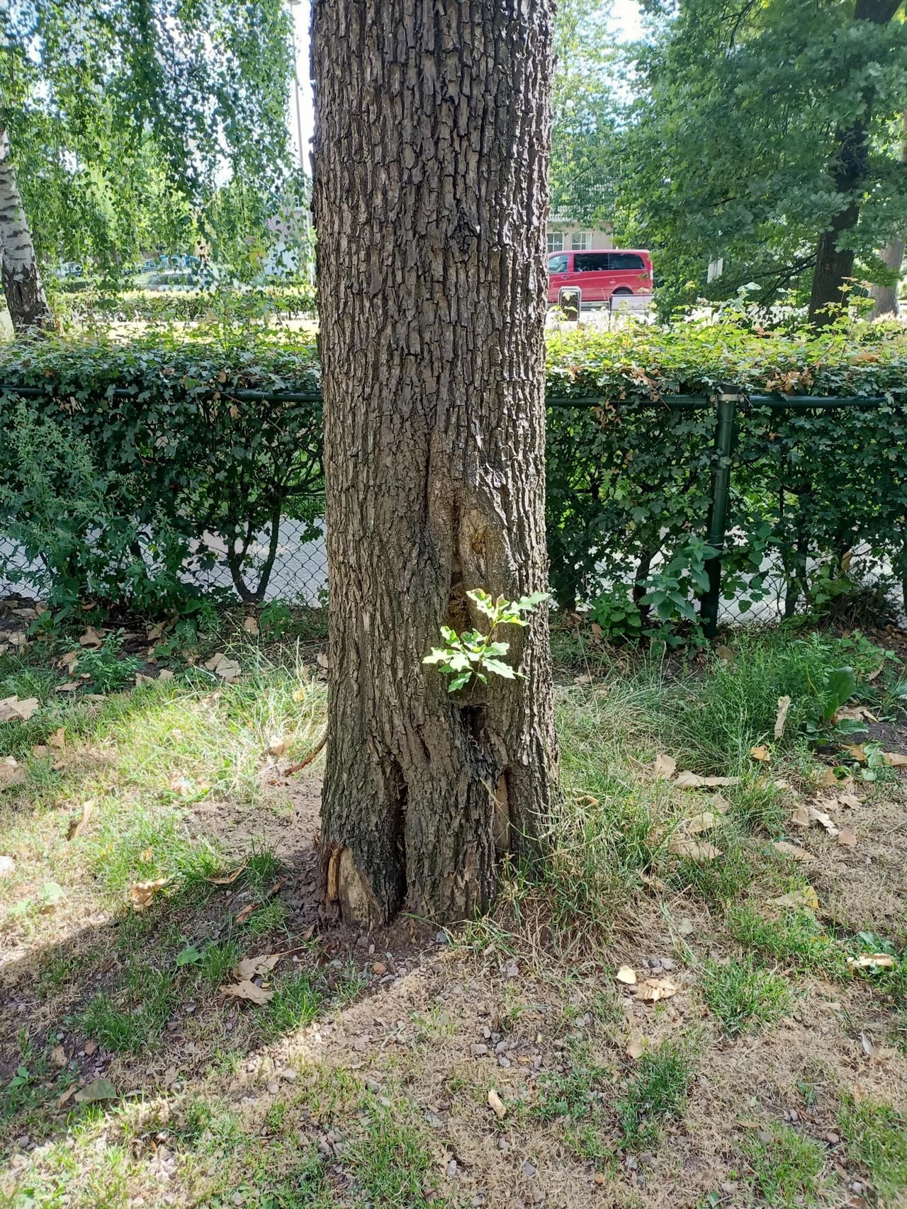 Don zag een eikenstammetje uit een knotwilg ontkiemen (foto: Don van Melick).