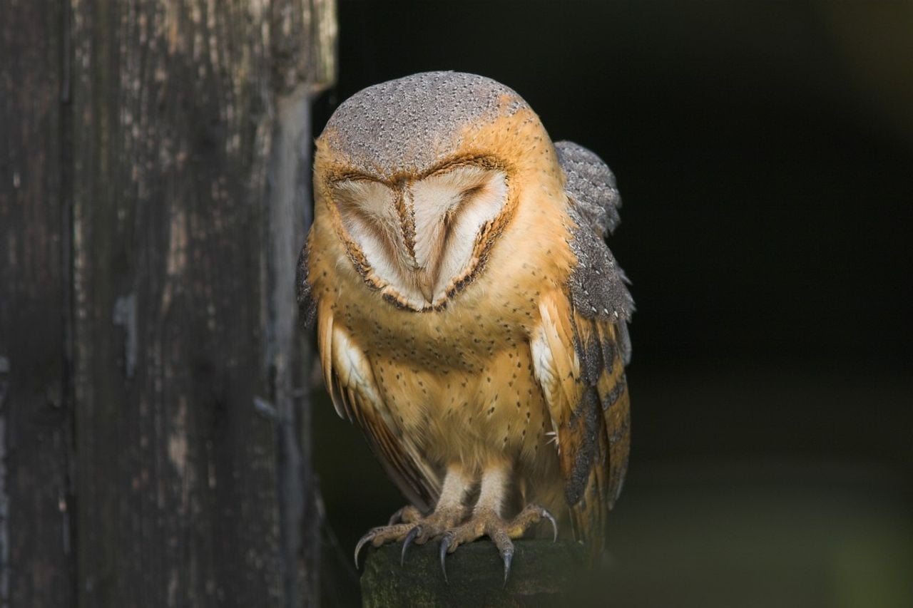 Een kerkuil (foto: Saxifraga Martin Mollet).