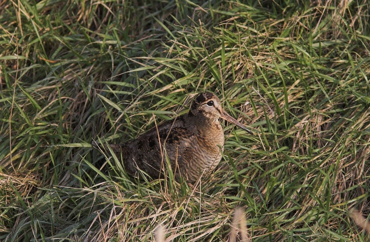 Een houtsnip (foto: Saxifraga Martin Mollet).