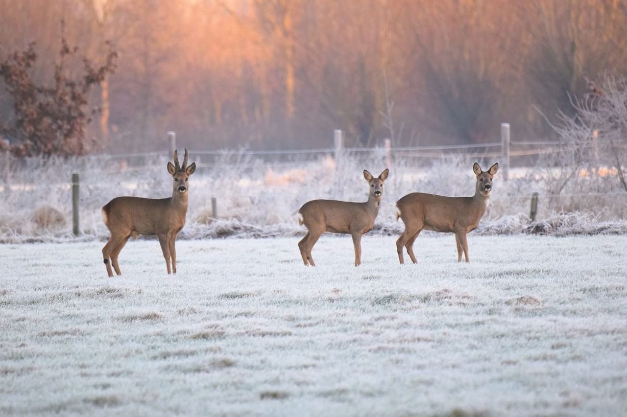  Reeën in de sneeuw (foto: Monique Spooren - Kiljan).