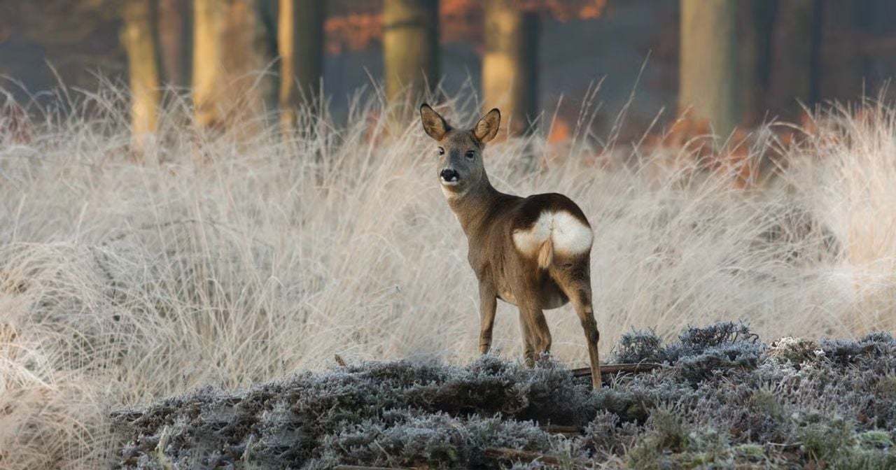 Reegeit in de winter Huis ter Heide Natuurmonumenten.