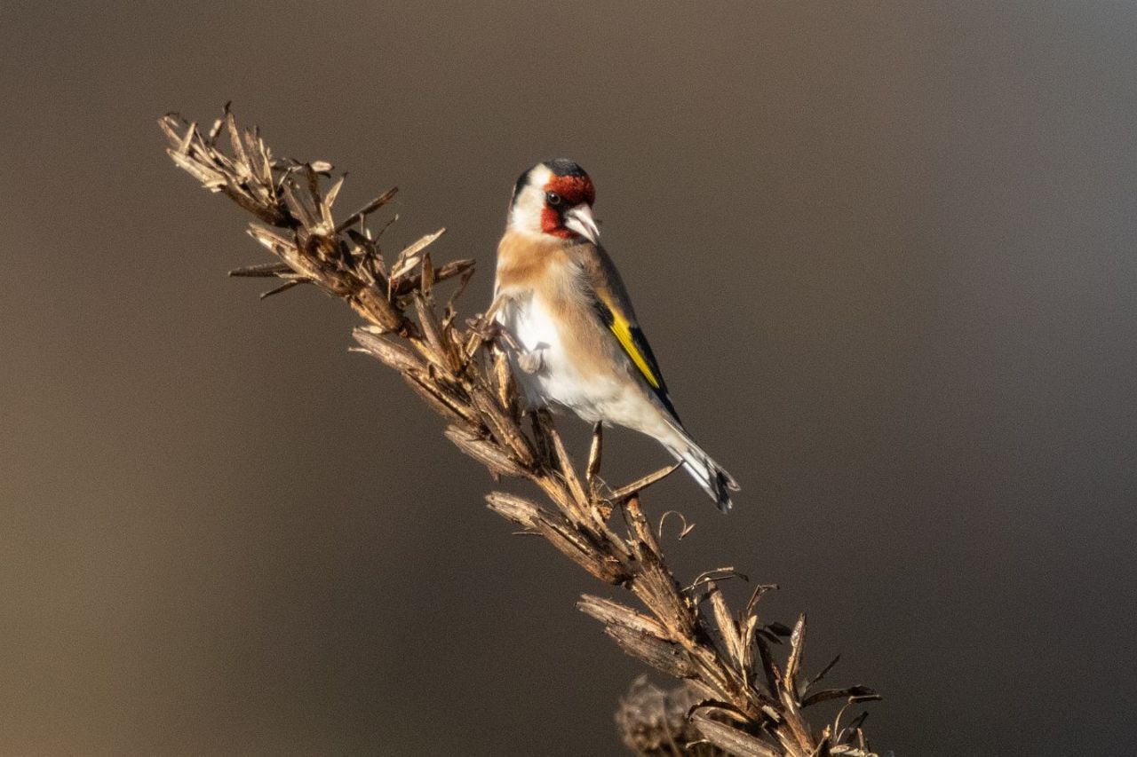 Een putter op teunisbloem (foto: Saxifraga Mark Zekhuis),
