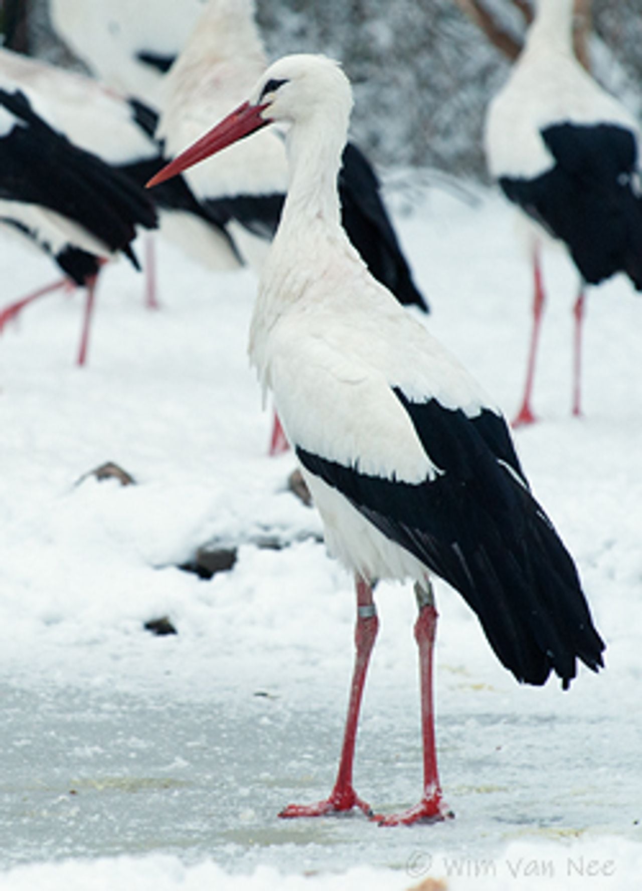 Foto: Ooievaars foto STORK