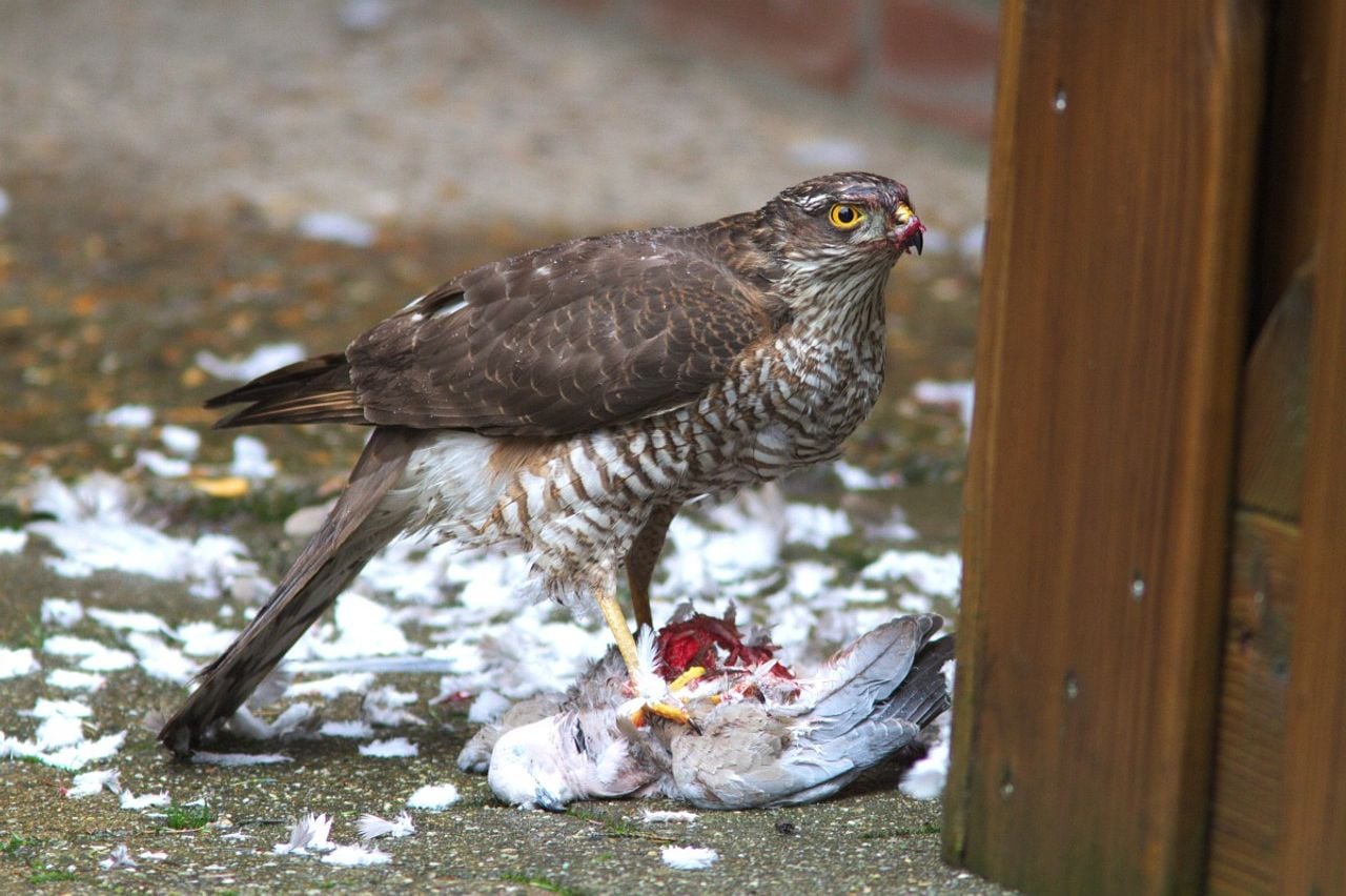 Een vrouwtje sperwer met geslagen duif (foto: Saxifraga Martin Mollet).