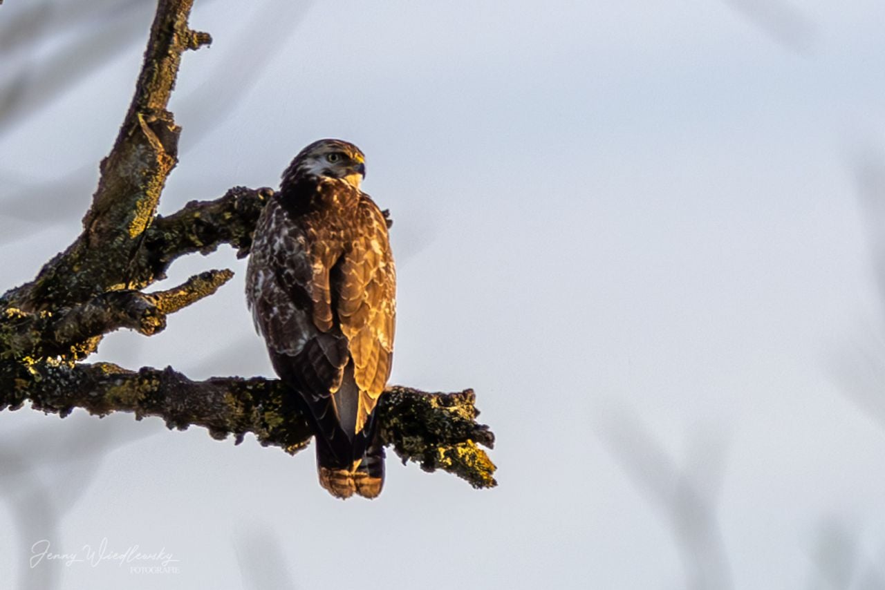 Een buizerd (foto: Jenny Wiedlewsky).