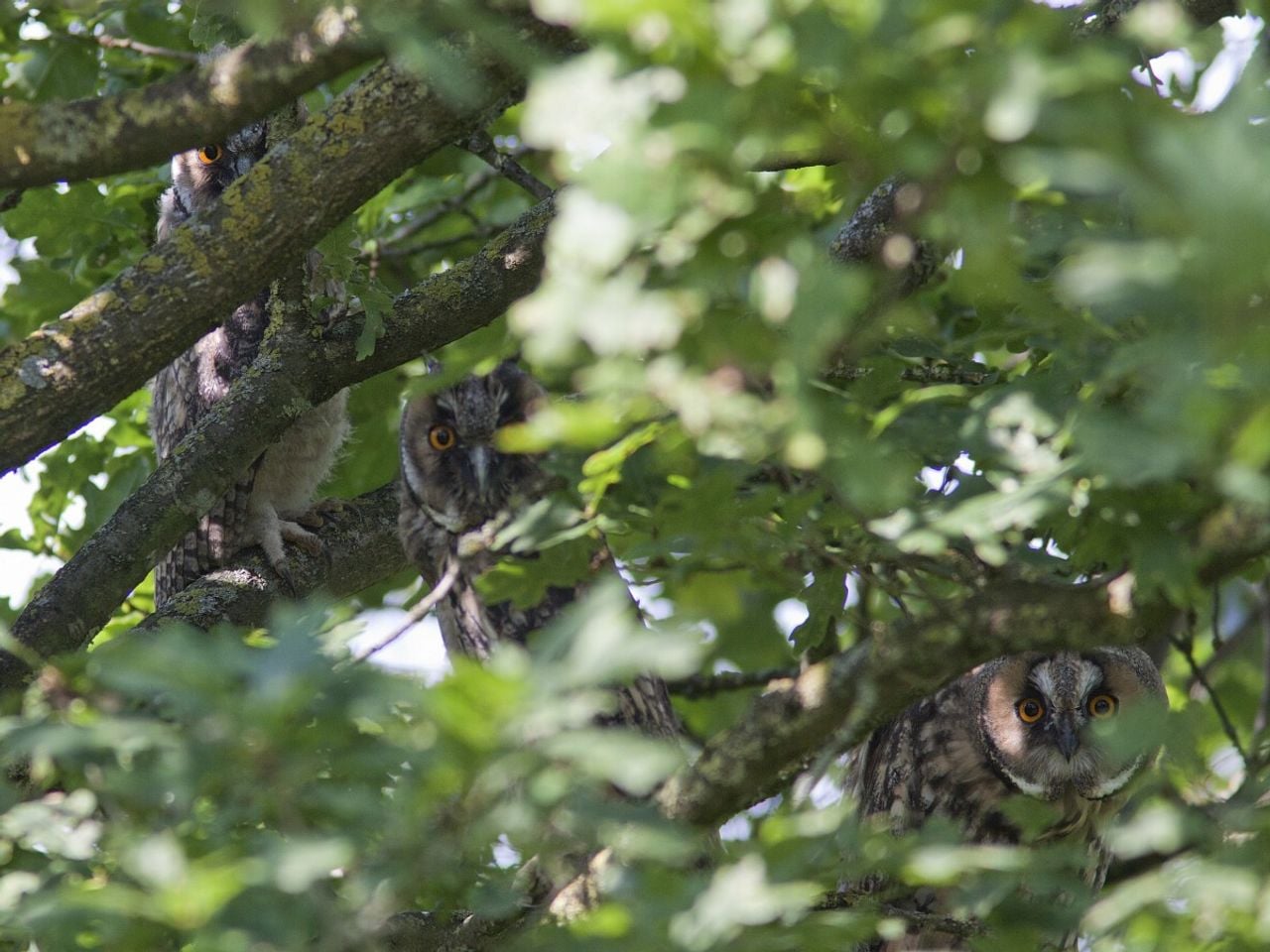 Meerdere ransuilen in roestboom (foto: Saxifraga Mark Zekhuis).