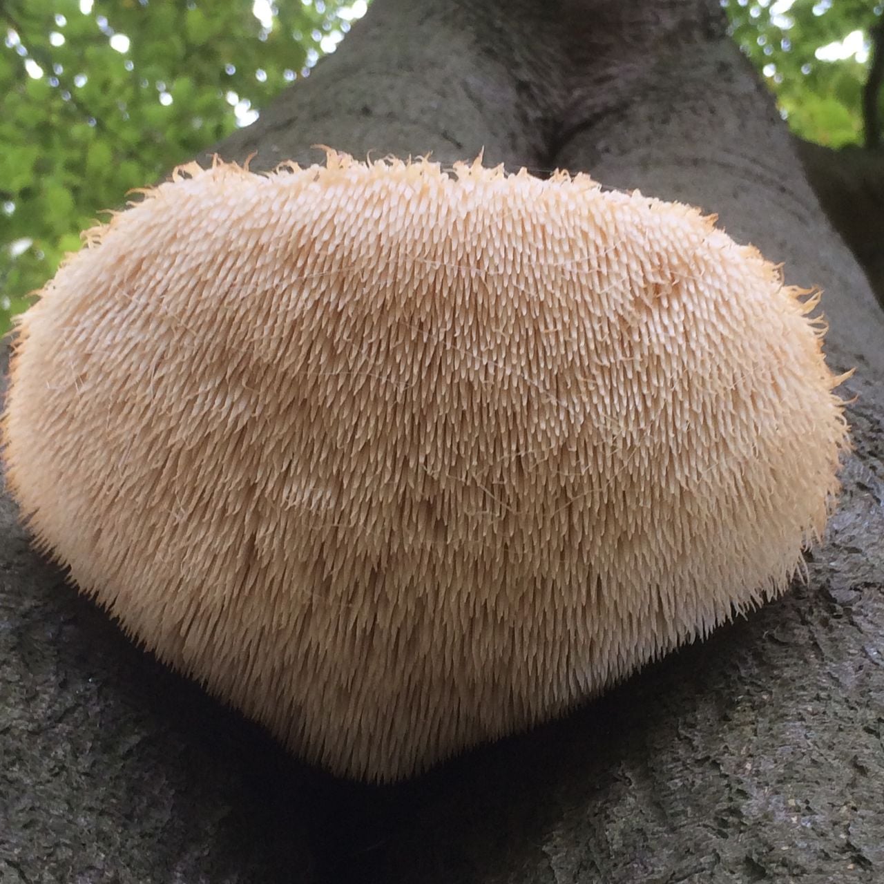 Een pruikzwam close Up (foto: Frans Kapteijns).