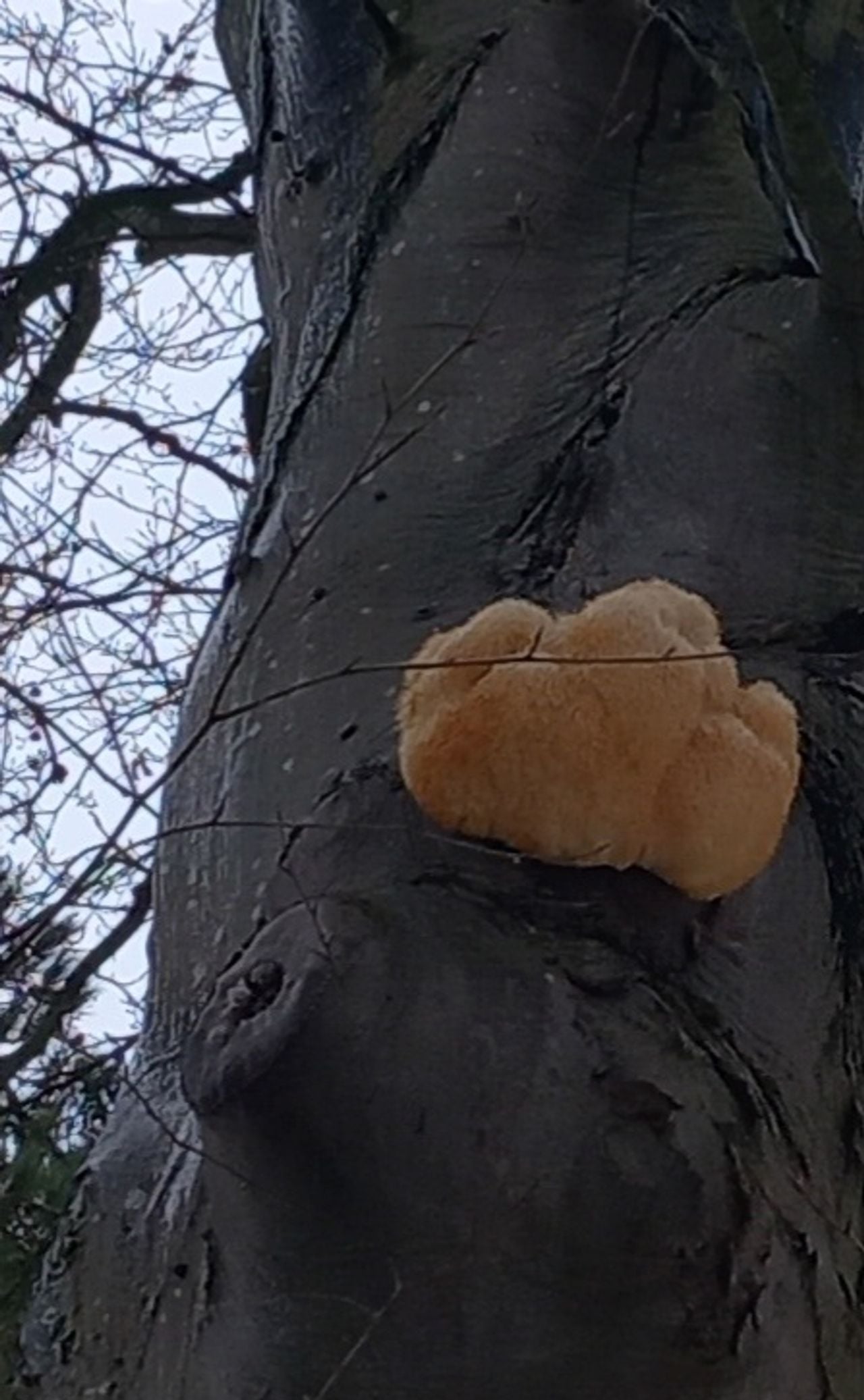 Een pruikzwam (foto: Anja Beks).