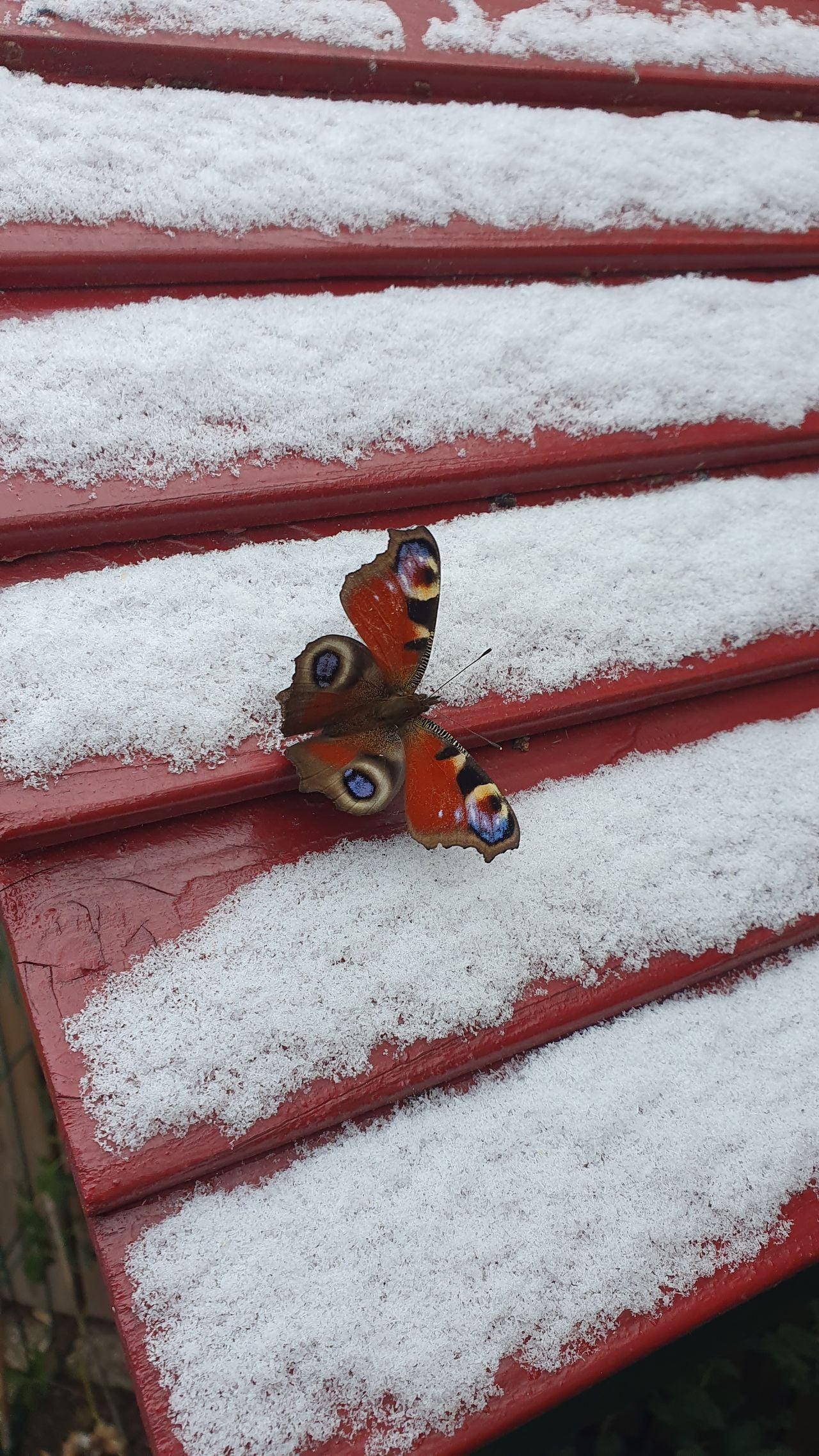 Dagpauwoog heeft slaapplaats verlaten (foto: Gerry de Wit).