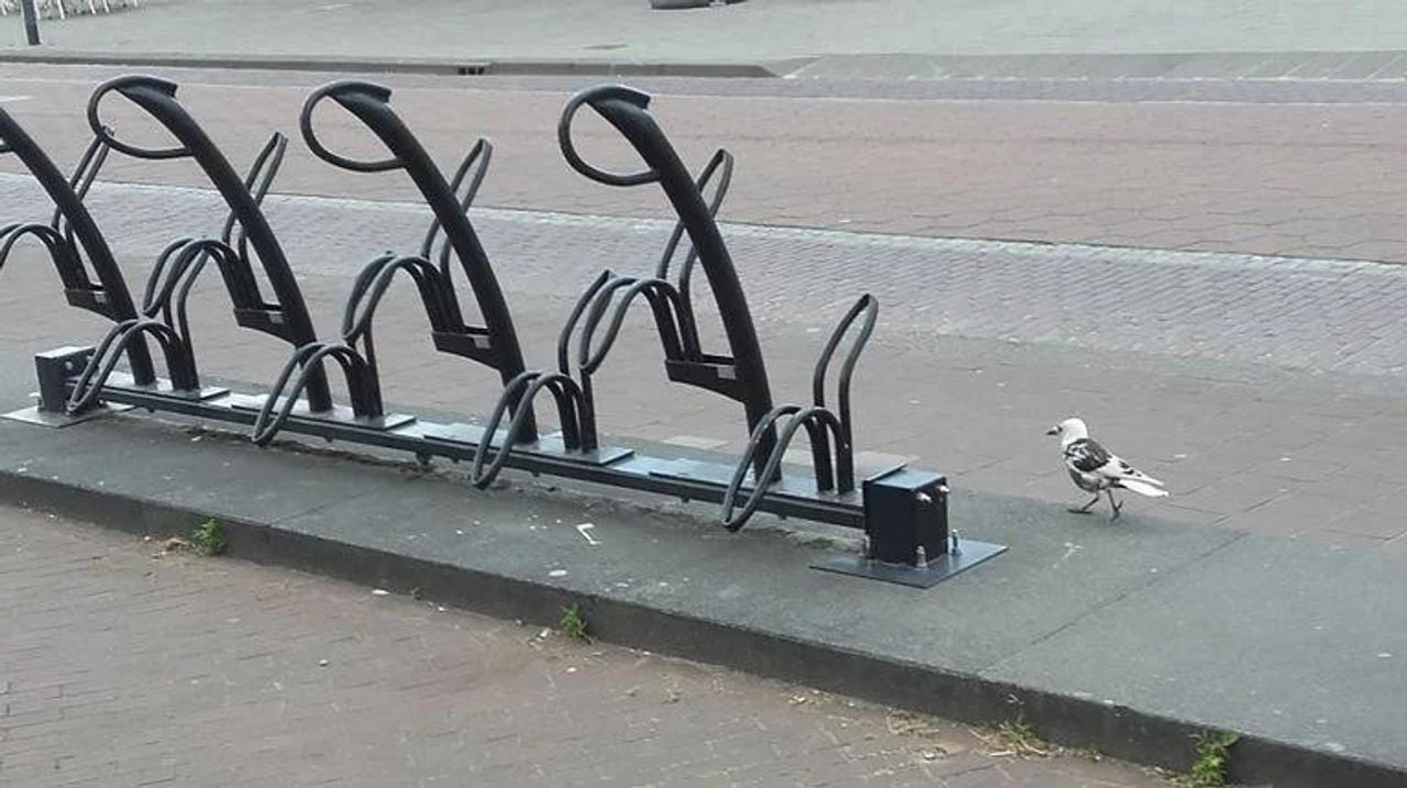Een kauw met leucisme (foto: Frans van Loon).