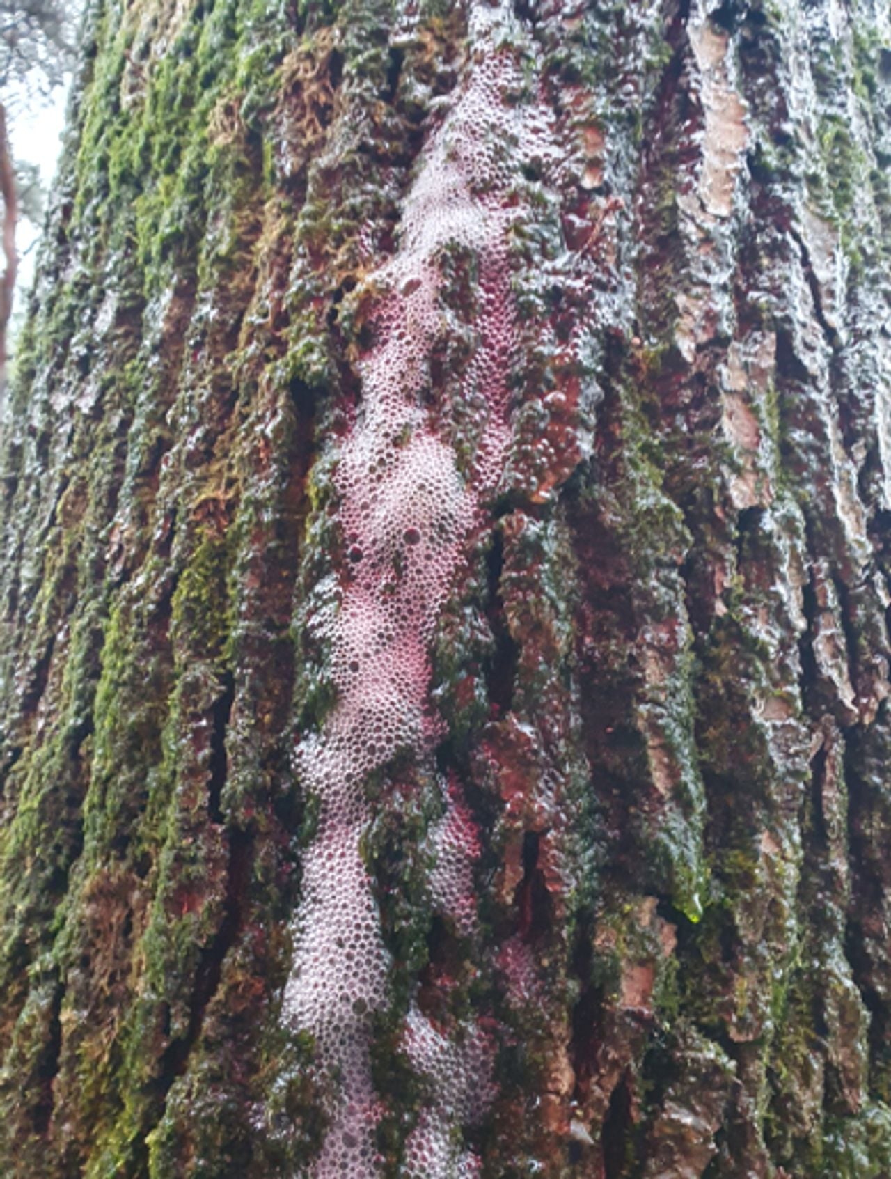 Boomschuim op boom (foto: Yolanda Croijmans).