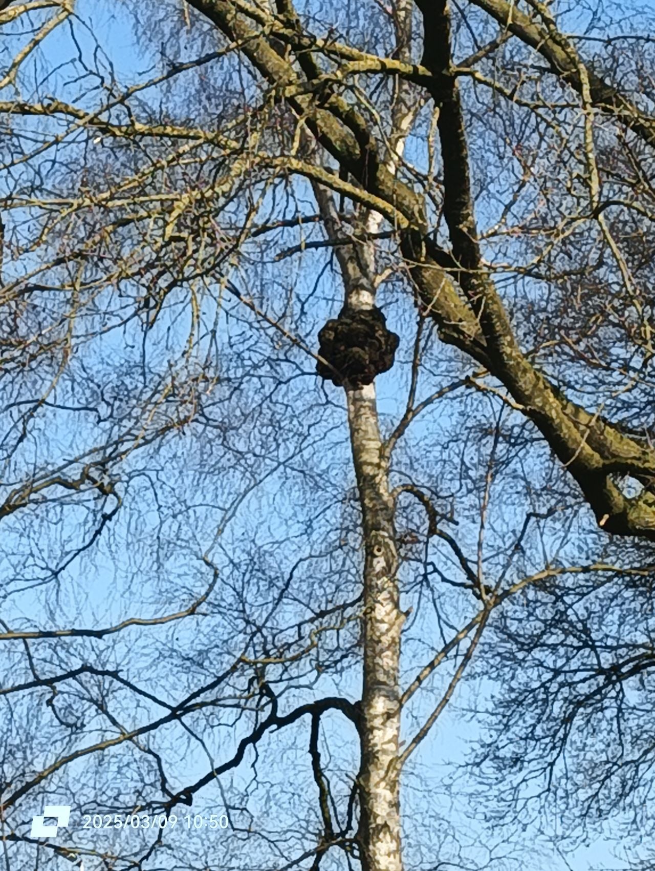 Warrelknoest (foto: Neelie Broeken).