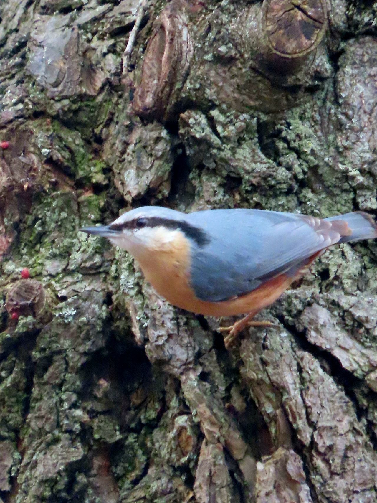 Een boomklever (foto: Patricia Smulders).