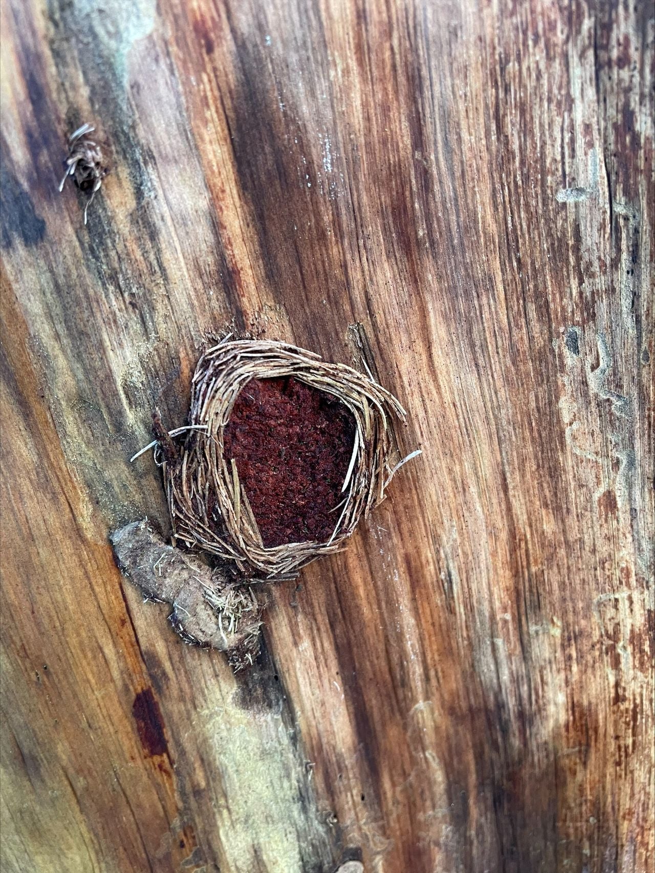 Een poppenwieg (foto: Zoë Gielen).