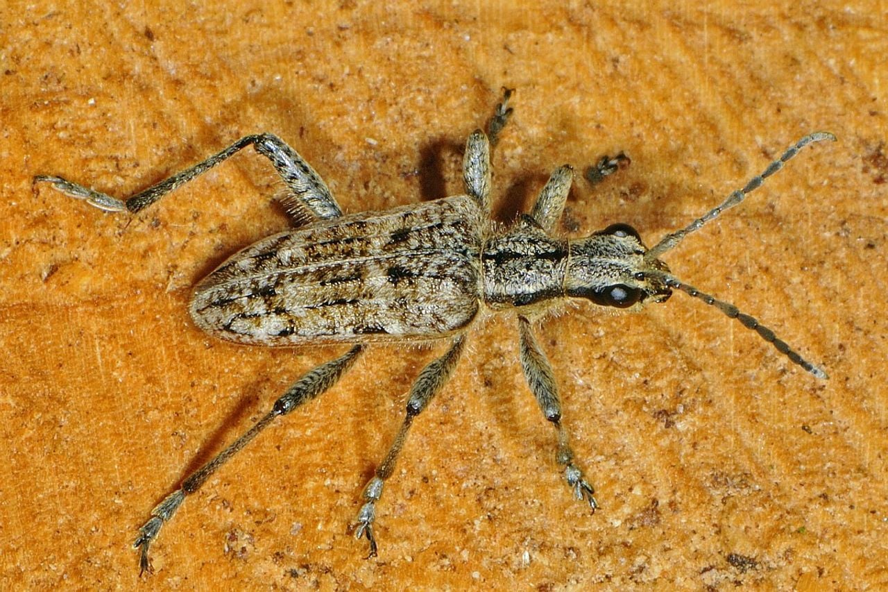 Een dennenboktor (foto: Saxifraga Ab H Baas).