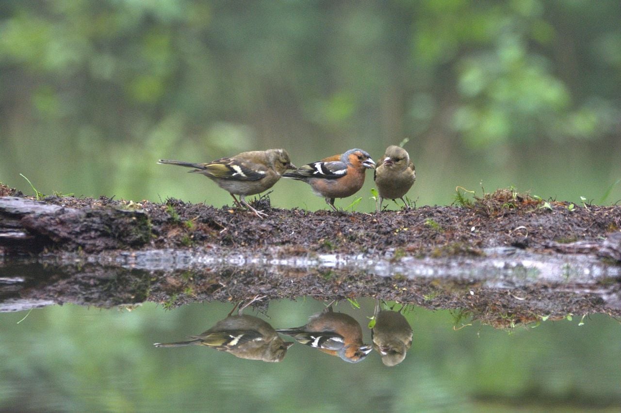 Man, vrouw en jonkie vink (foto: Saxifraga Theo Verstrael).