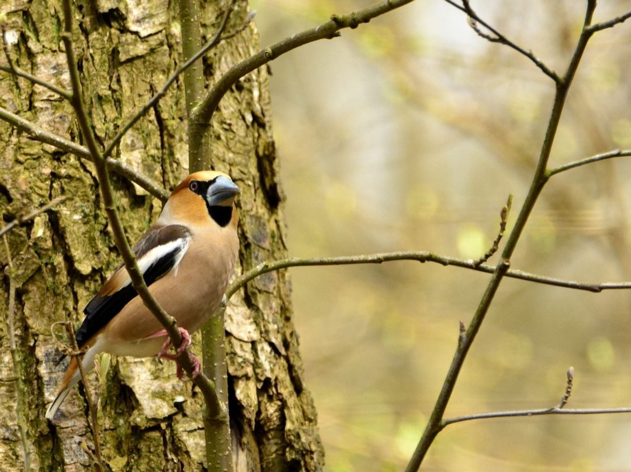 Een appelvink (foto: Saxifraga Theo Verstrael).