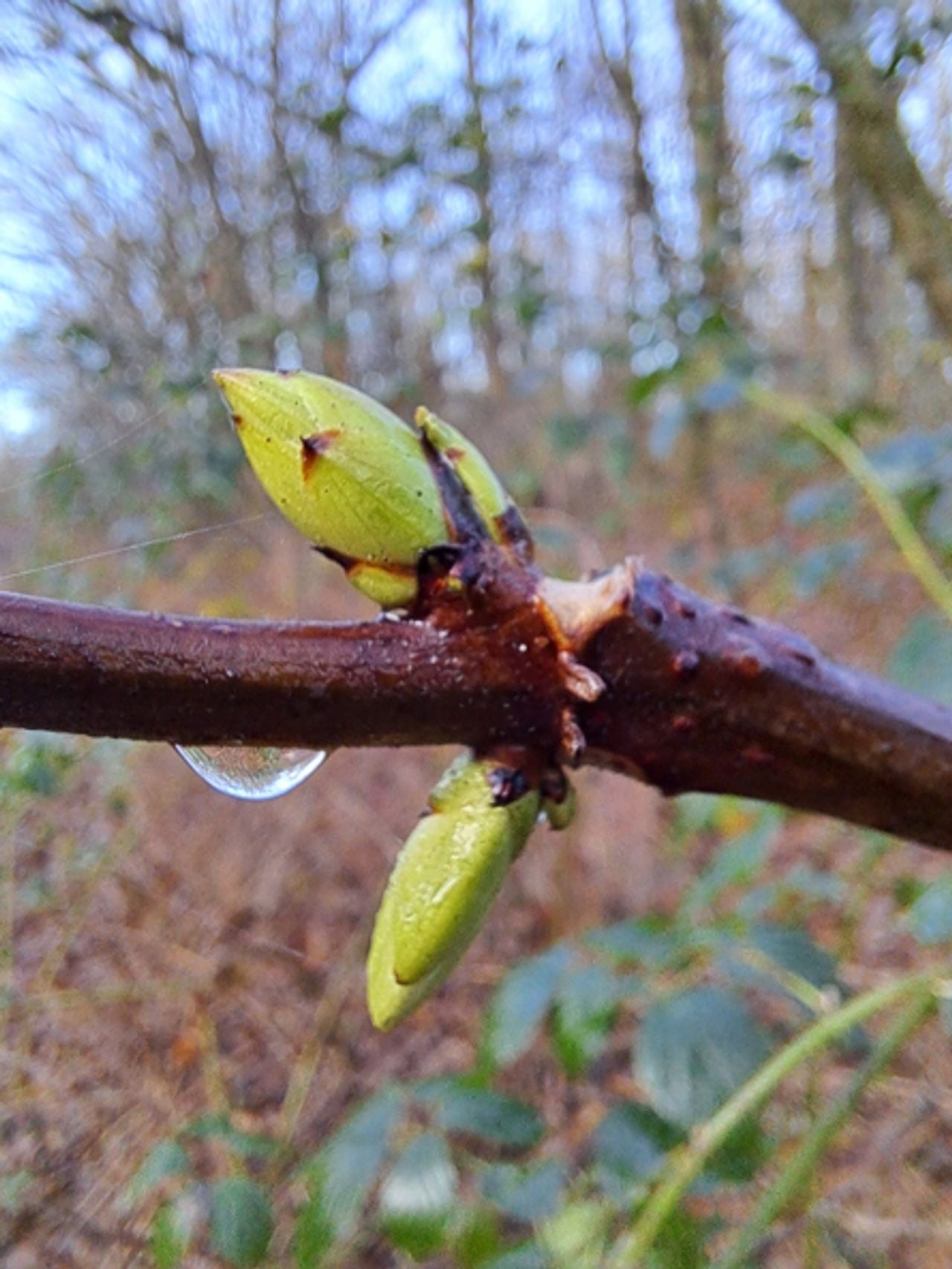 Ontkiemende trosvlier (foto: Chantal Tijbosch).
