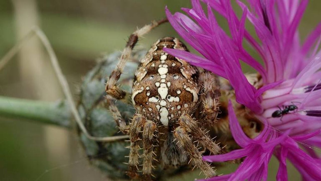 Een kruisspin (foto: Saxifraga Marijke Verhagen).