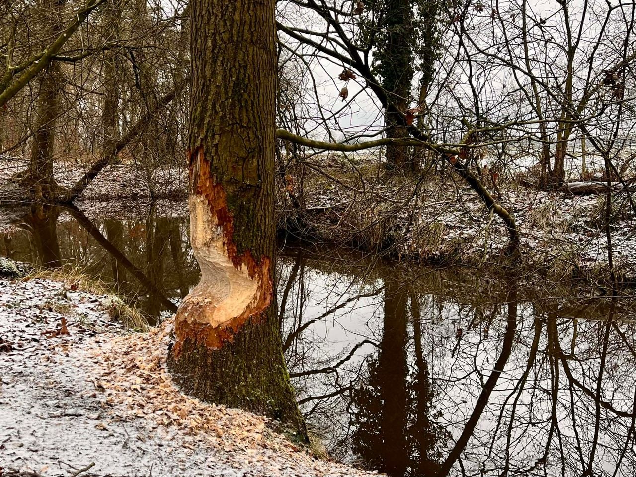 Werk van een bever (foto: Gerrit Heij).