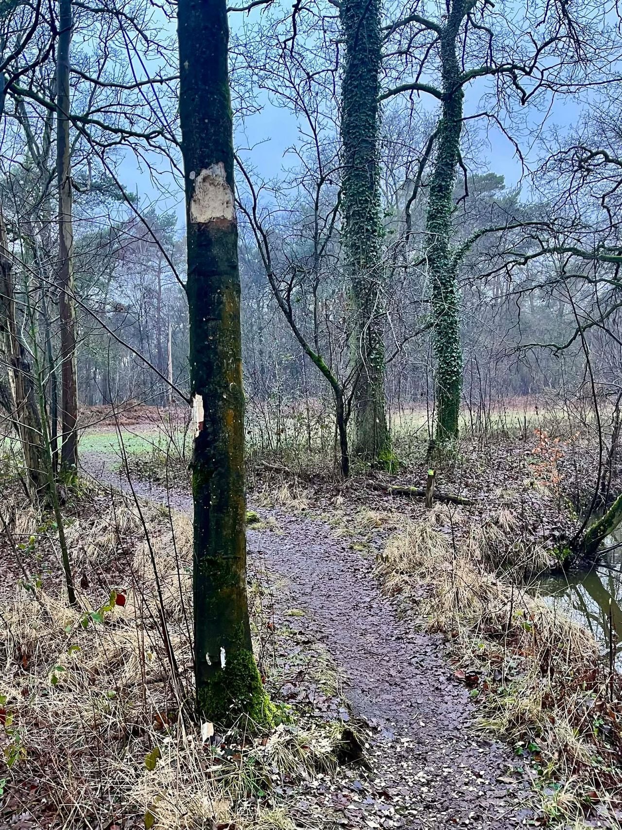 Schors weggehaald (foto: Gerrit Heij).