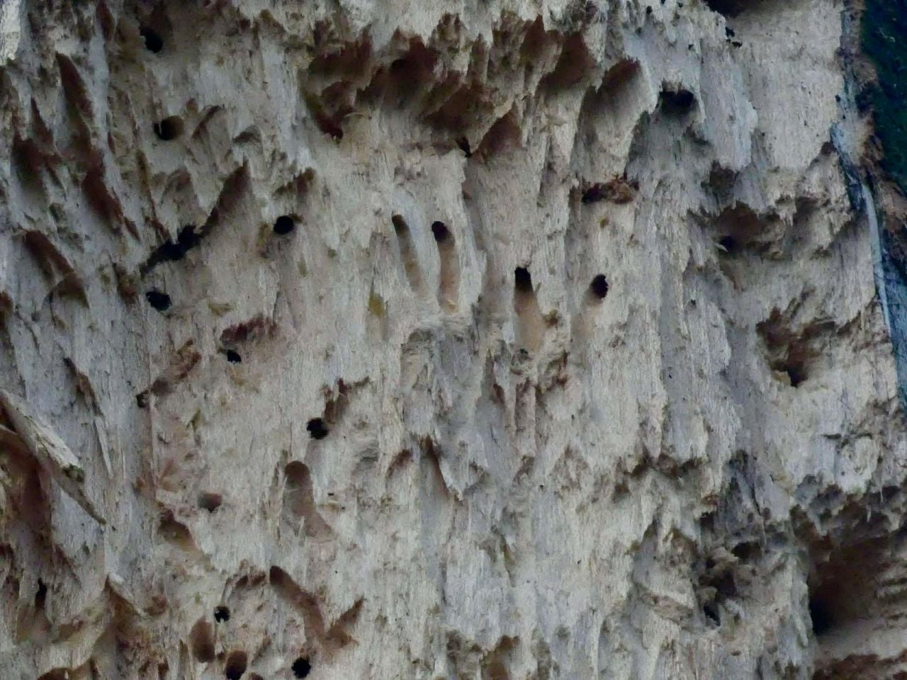 Gat in boom met insectensporen (foto: Gerrit Heij).