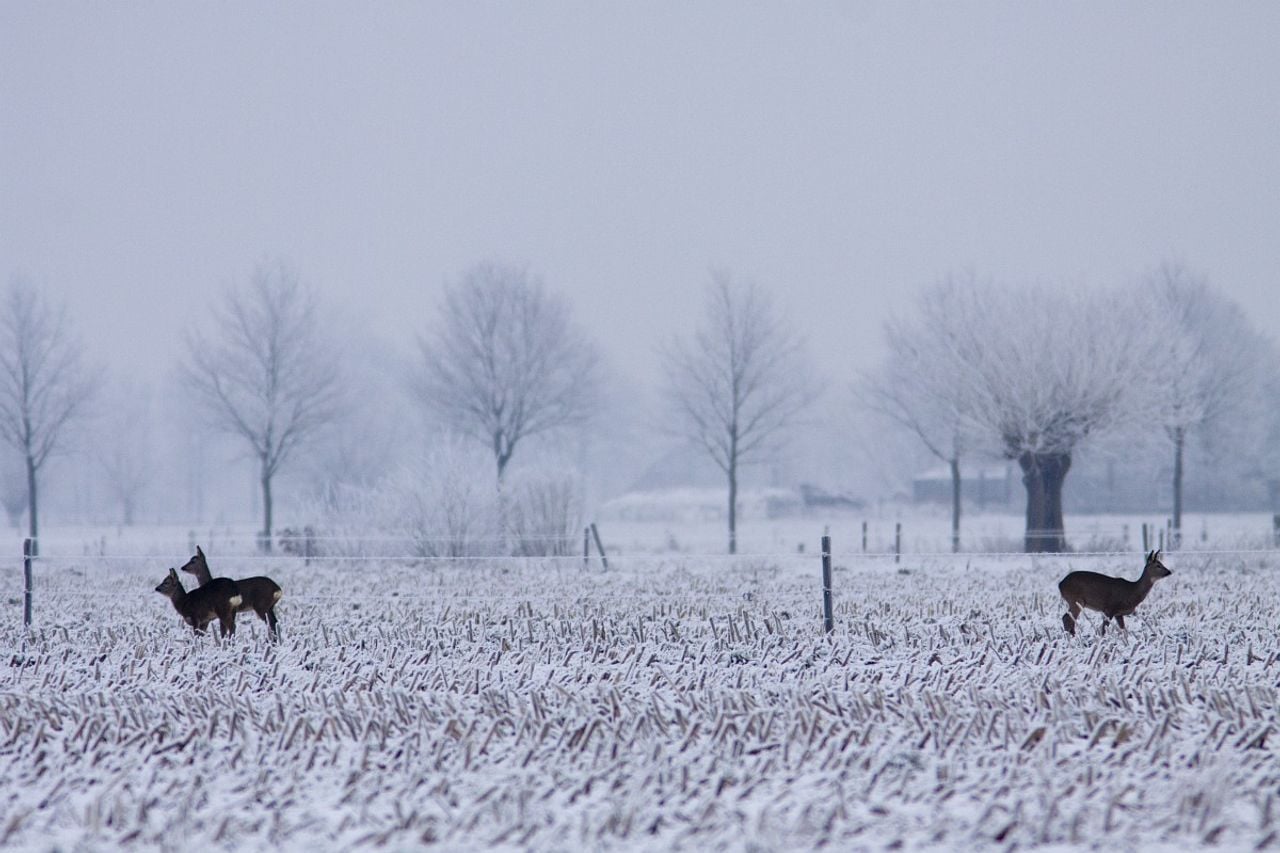 Reeën in de winter (foto: Saxifraga Mark Zekhuis).