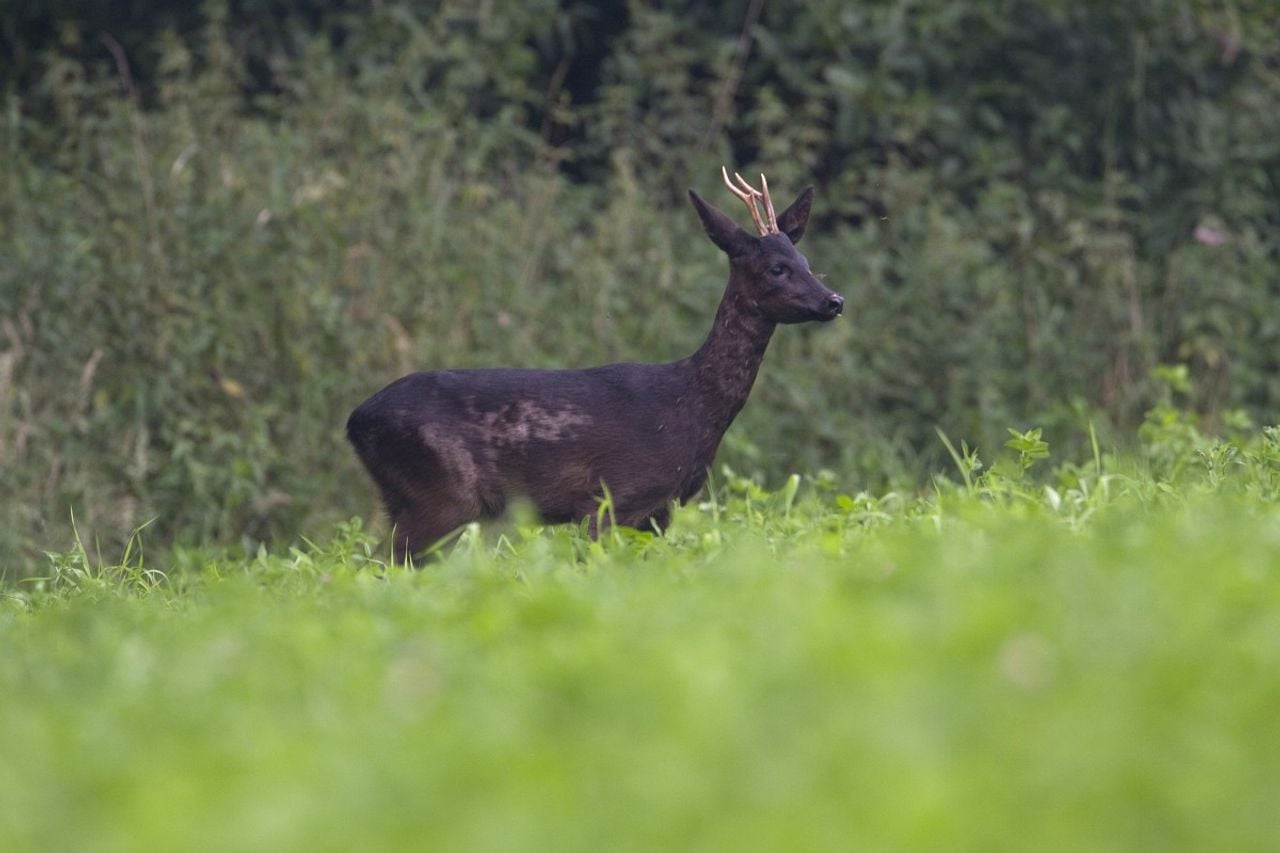 Een zwarte reebok (foto: Saxifraga Luc Hoogenstein).