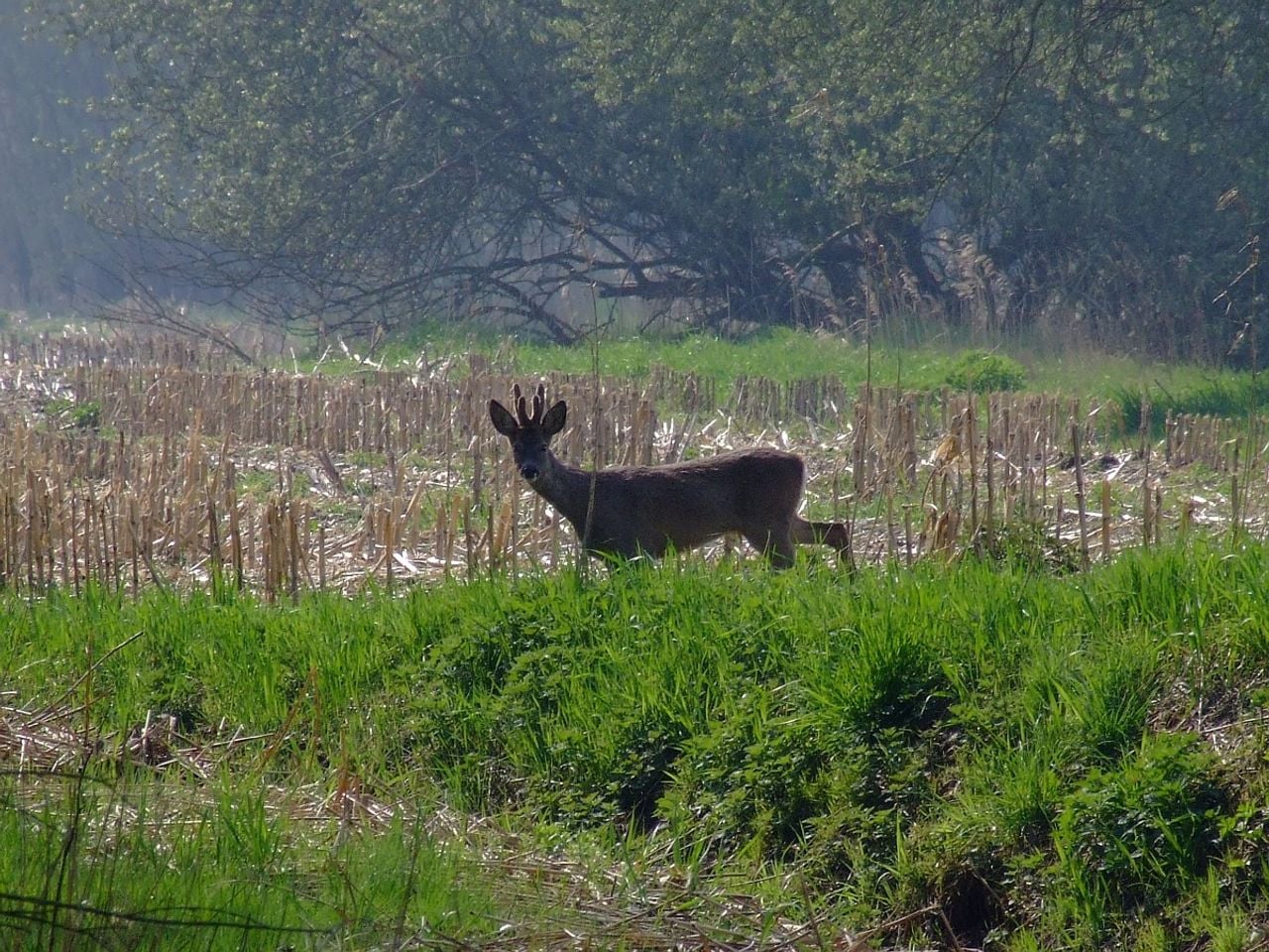 Een reebok winterkleed (foto: Saxifraga Rudmer Zwerver).