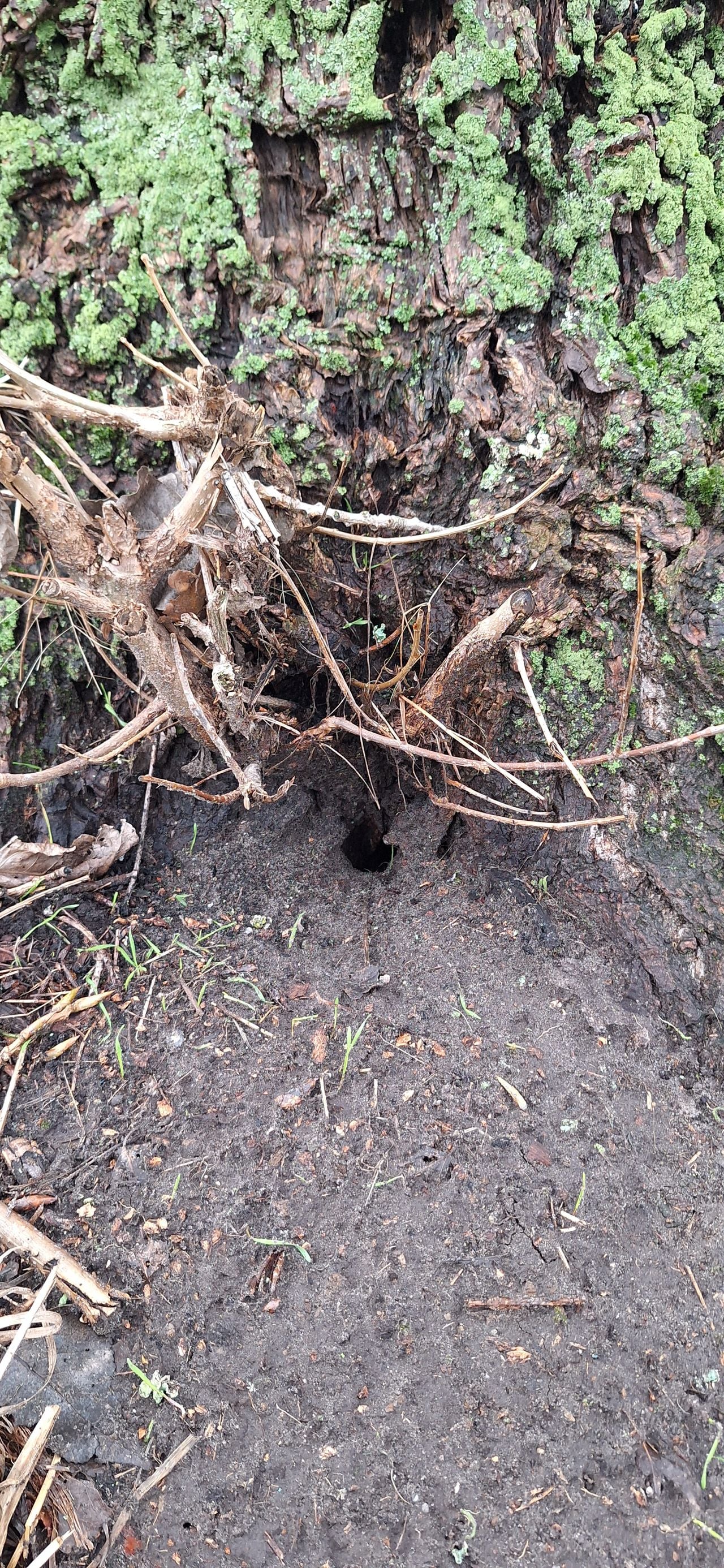 Ingang holletje bosmuis (foto: Marco Eggebeen).