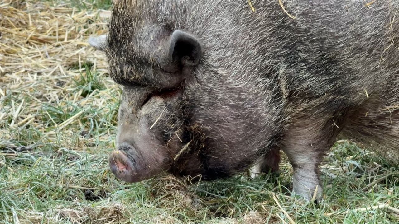 Varken Pumba wroet weer in de wei (foto: Wilco Zonneveld).