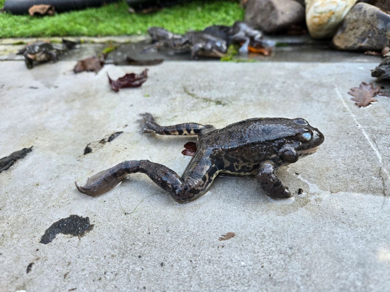 Ingevroren groene kikker gestorven (foto: Ancella Boelhouwer).