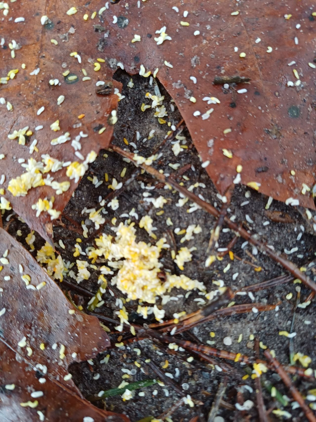 Witte vliegen (foto: Mia Seegers).