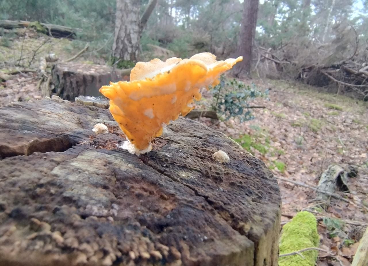 Een oud restje oranje oesterzwam (foto: Marijn Sponselee).