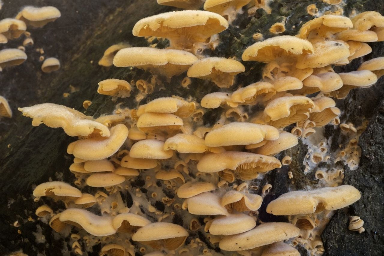 Een oranje oesterzwam (foto: Saxifraga Willem van Kruijsbergen).