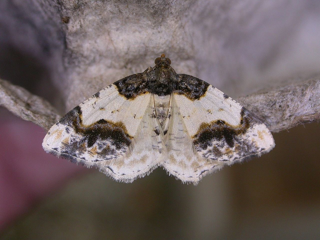 Een aangebrande moersleutel (foto: Saxifraga Peter Meininger).