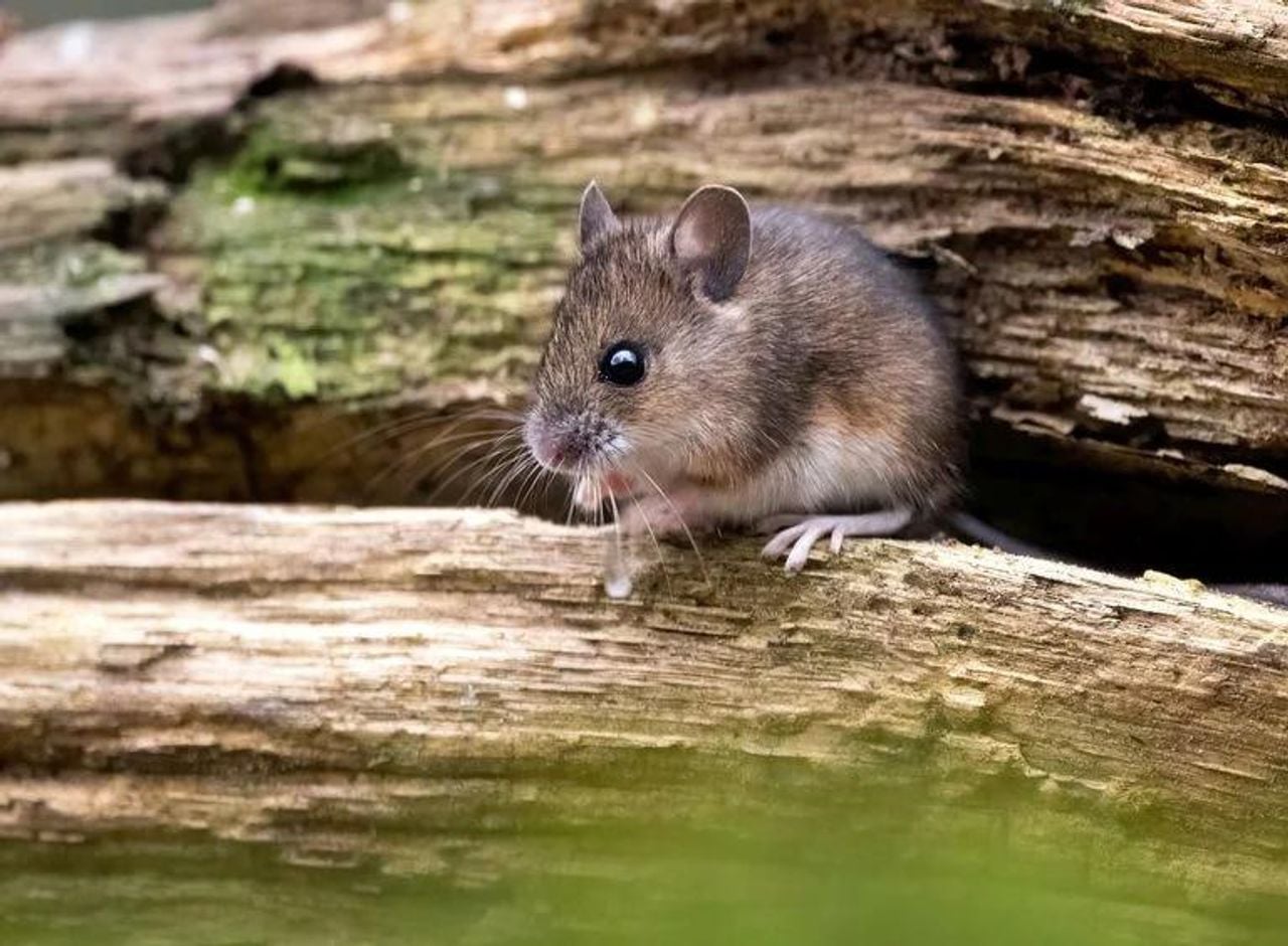 Een bosmuis (foto: Saxifraga Bart Vastenhouw).