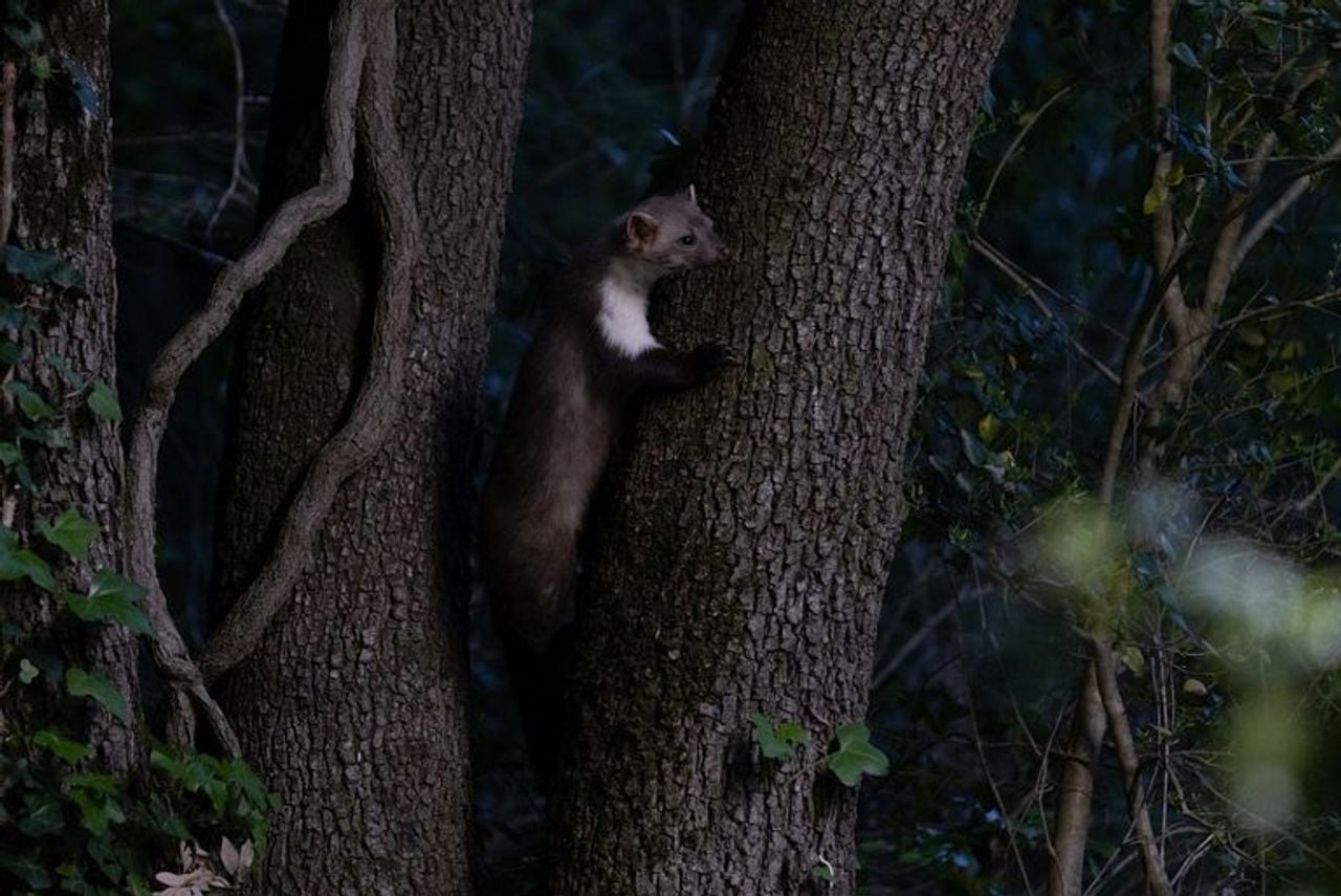 Een steenmarter (foto: Saxifraga Luc Hoogenstein).