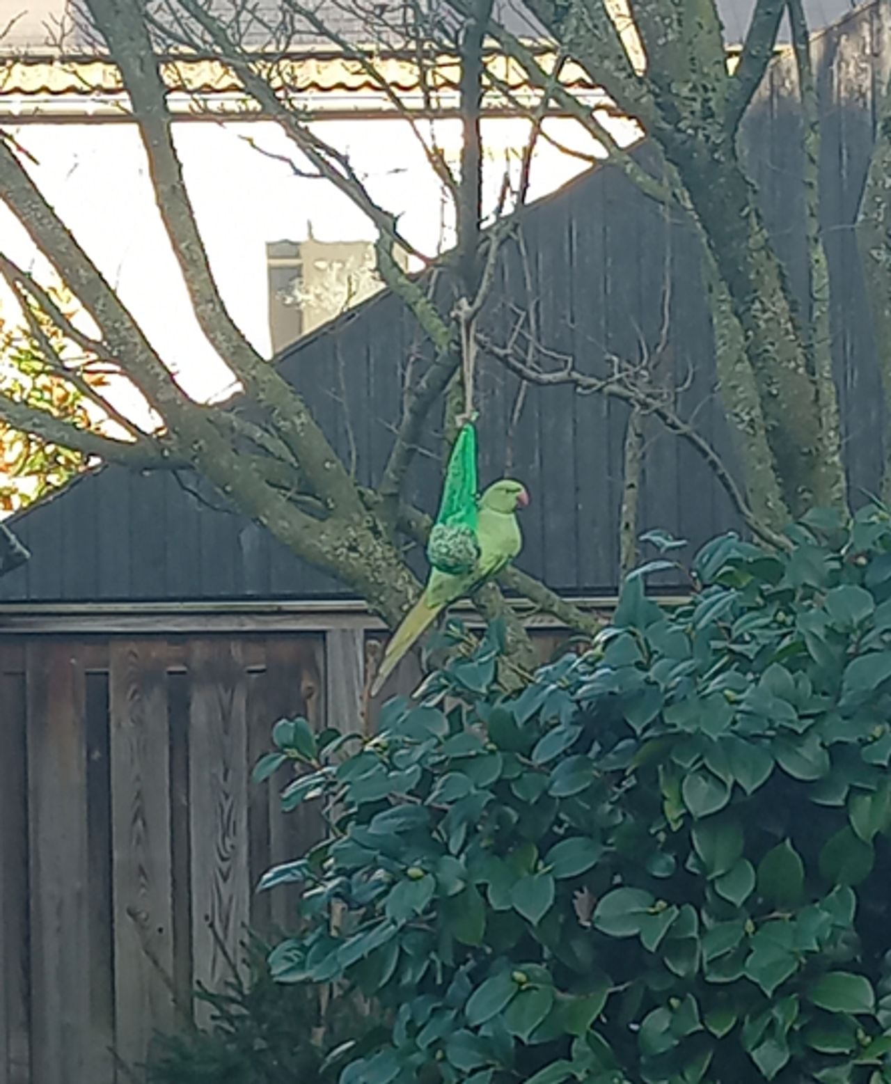 Een halsbandparkiet (foto: P Braet).