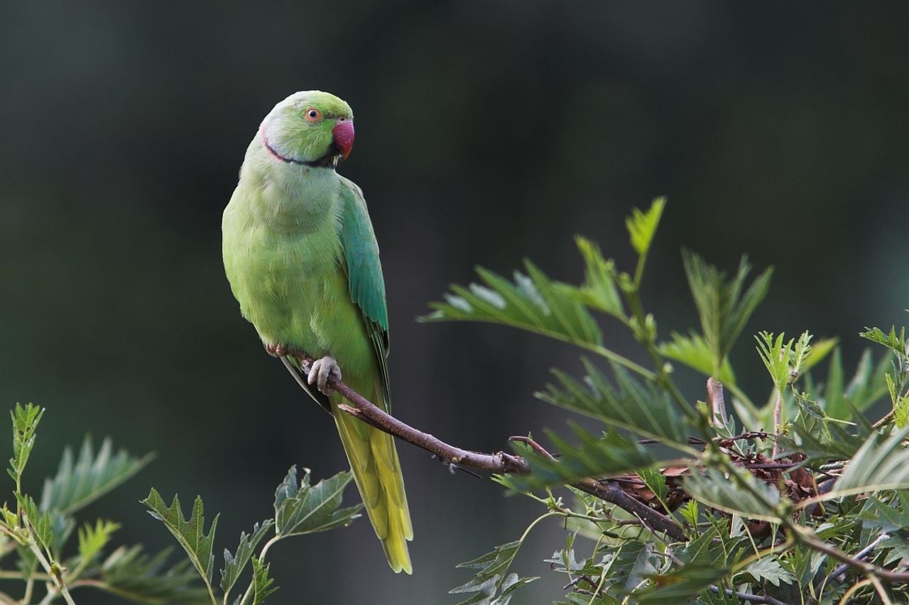 Een halsbandparkiet (foto: Saxifraga Martin Mollet).
