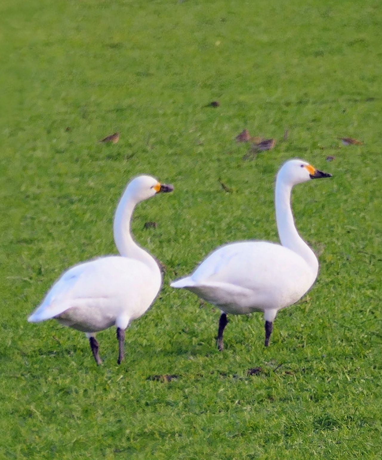 Kleine zwanen (foto: Marianne Wijten).