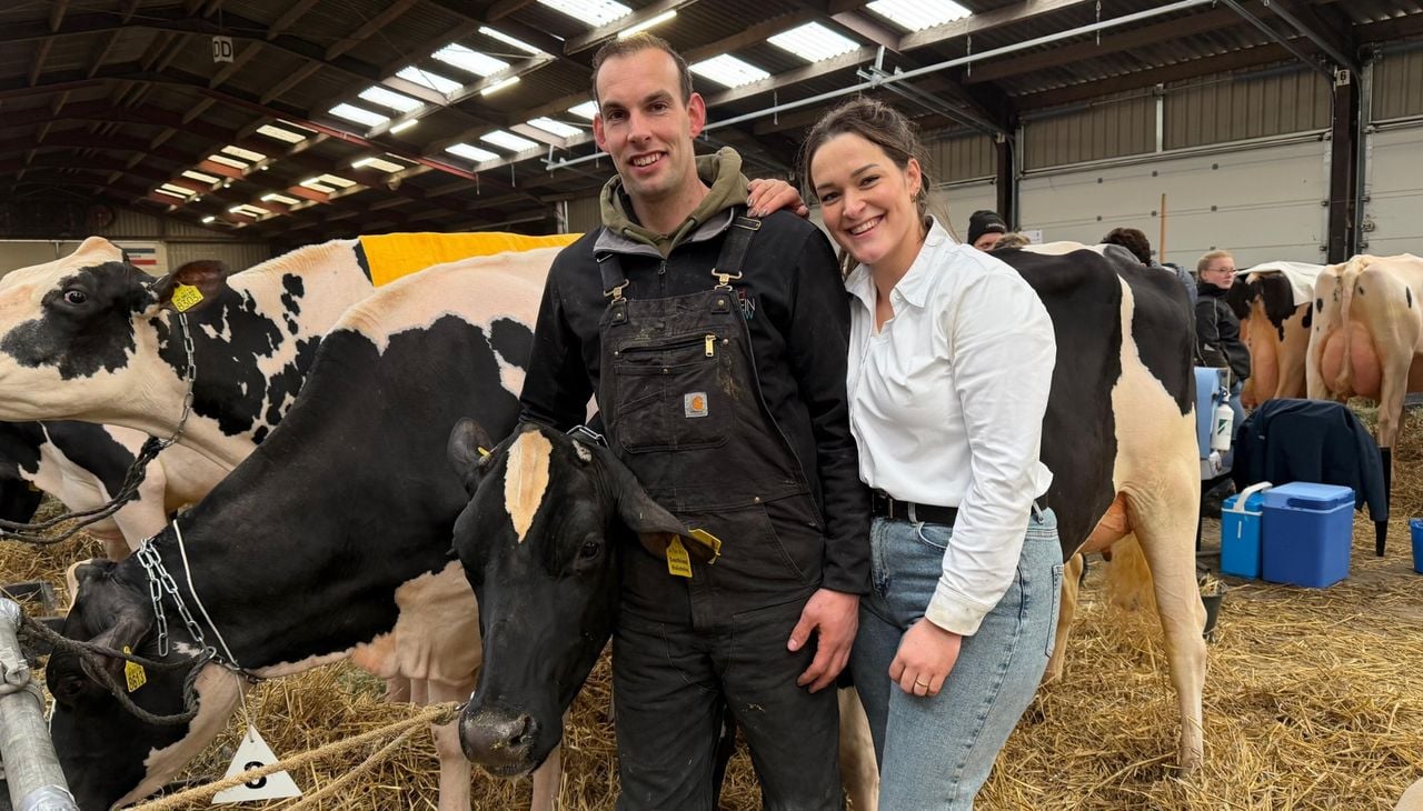 Jeroen van Beek samen met zijn zus en de winnende koe in de jongste klasse (foto: ZuidWest TV).