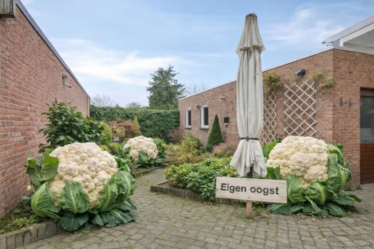 De bloemkolen in de achtertuin (foto: Metselaars Makelaardij).