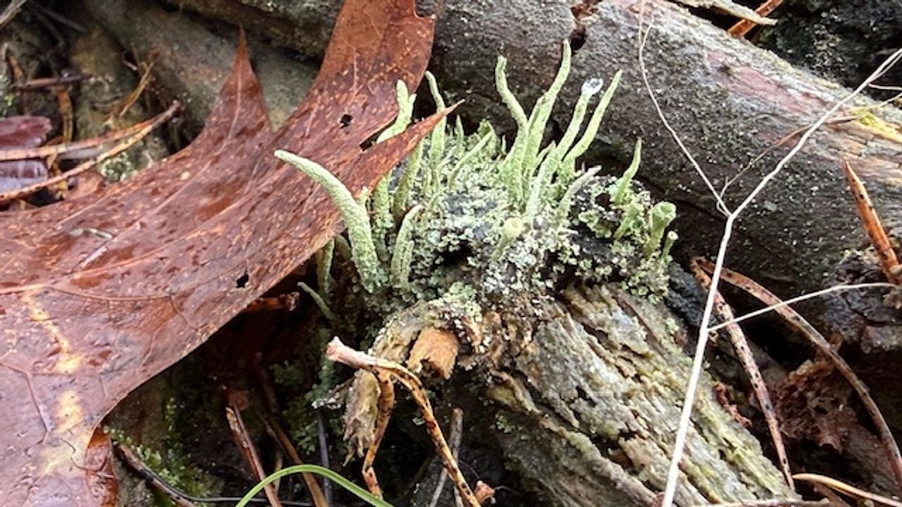 Heidestaartje spec en bekermos spec (foto: Angela van Eekeren).